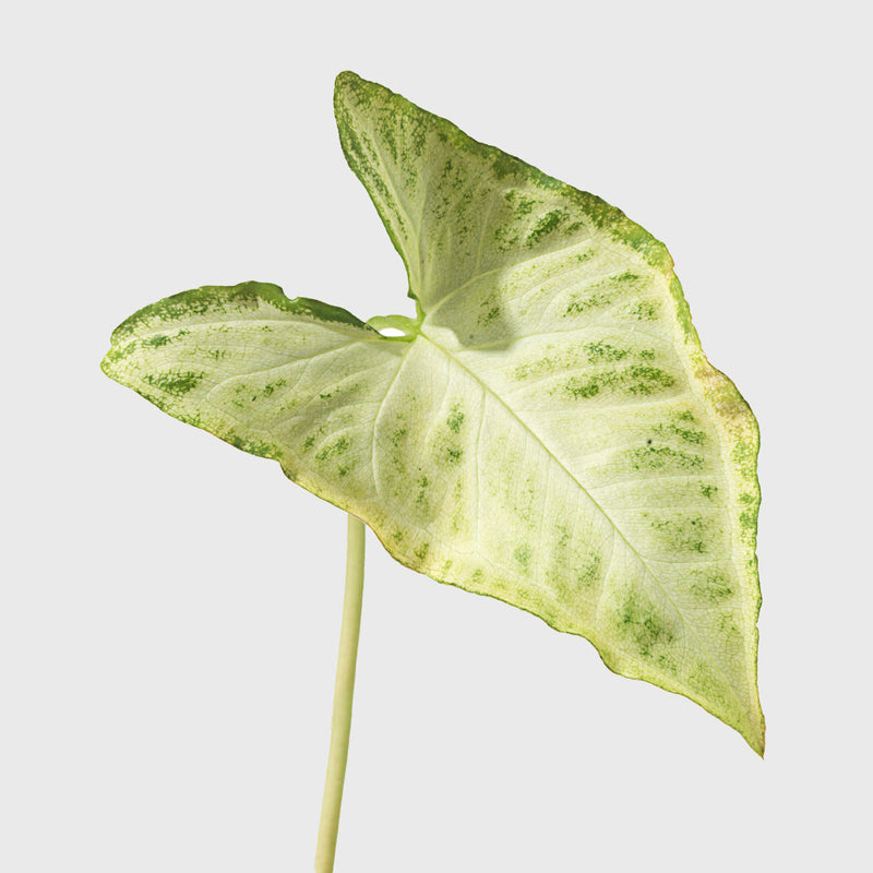 Public Goods Arrowhead Plant